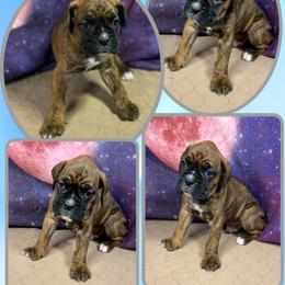 Boxer Puppies from Red Rock Boxers