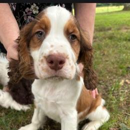 Purple Collar Male - Tri-Roan male English Springer Spaniel puppy in Henagar, Alabama from Windy Oak Kennels