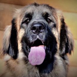 Oda - Leonberger