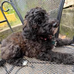 Boy 3 Goofy - Parti male Goldendoodle puppy in Kearneysville, West Virginia from Daydreamer