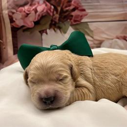 Goose - Cream male Goldendoodle puppy in The Woodlands, Texas from Gracie's Goldendoodles and Bernedoodles