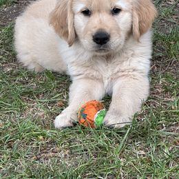 Golden Retriever Puppies from Gail’s Goldens