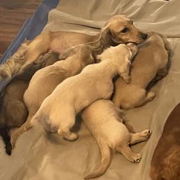 Dachshund Puppies from Honey Creek Dachshunds