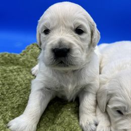 Cream Female 2 - Light golden female Golden Retriever puppy in Spanaway, Washington from 11 Oaks Kennels