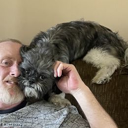 Maggie - Shih Tzu