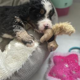 Bernedoodle Puppies from Russell Ranch Bernedoodles