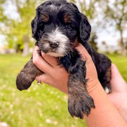 Violet - Tri-color female Bernedoodle puppy in Ammon, Idaho from Little Stone Bernedoodles