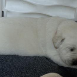 Labrador Retriever Puppies from Maynard’s Labs