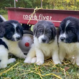 Assorted Doodle Crosses, Newfoundland, and Sheepadoodle Puppies from Sweet Creek Pups
