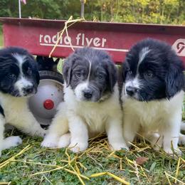 Assorted Doodle Crosses, Newfoundland, and Sheepadoodle Puppies from Sweet Creek Pups