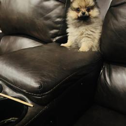 Blossom - Cream sable female Pomeranian puppy in Harrisonville, Missouri from Cindy's Pomeranians