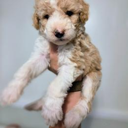 Cloud - Brown and white female Sheepadoodle puppy in Cornelia, Georgia from Yates Family Farm