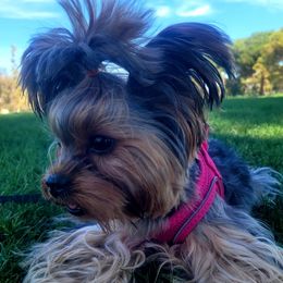 Yorkshire Terriers from Linh Tranvu's Yorkies