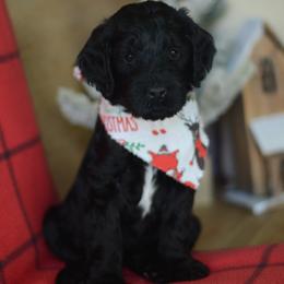 Marion - Black female Goldendoodle puppy in Mesa, Arizona from Wrigley's Doodles