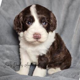 Shelter - Brown and white female Sheepadoodle puppy in Cleveland, Georgia from Jam's Doodles And Poodles