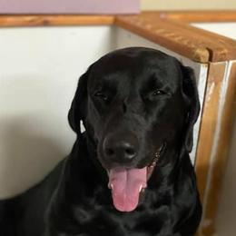 Labrador Retrievers from Jarvis Family Labradors