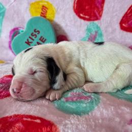 Boy 2 - Black white and brown male Basset Hound puppy in Denison, Texas from Emma Lou's Baby Bassets