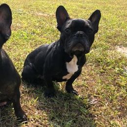 French Bulldogs from Georgia Star Frenchies