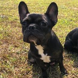 French Bulldogs from Georgia Star Frenchies