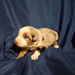 Dak - Blue merle male Miniature Australian Shepherd puppy in Garland, Texas from Dollie Farms
