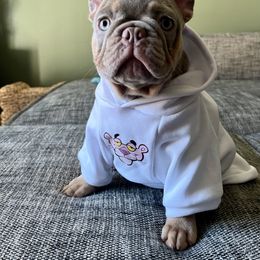 Girl 3 - Tricolors female French Bulldog puppy in Woodhaven, Michigan from Maldonado Frenchies