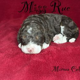 Missy Rue - Tri-color female Bernedoodle puppy in Gentry, Arkansas from WWBar Bernedoodles