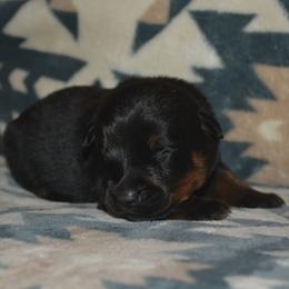 Boy 3 - Black and mahogany male Rottweiler puppy in Ethel, Washington from Titanenheim Rottweilers