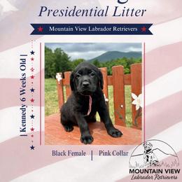 Kennedy - Black female Labrador Retriever puppy in Grand Gorge, New York from Mountain View Labrador Retrievers