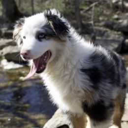 Yogi - Miniature Australian Shepherd puppy in Berryville, Arkansas from 2Lazy2P Mini Aussies