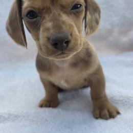 Potato - Dapple male Dachshund puppy in Golden Valley, Arizona from Greatest Journey Ranchette