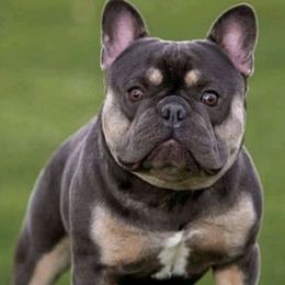 French Bulldogs from Frenchies WV