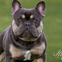 French Bulldogs from Frenchies WV