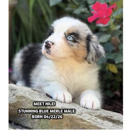 Nile - Blue merle male Australian Shepherd puppy in Bethany, Connecticut from Wynter Thyme Manor Australian shepherds