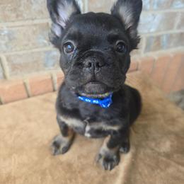 Meatloaf - Black and tan male French Bulldog puppy in West Haven, Utah from Doxie Trails LLC