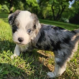 PCP Blue's Reginald the Lion Hearted - Blue male Companion Cross puppy in Kimball, Michigan from Perfect Companion Puppies