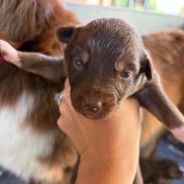 Callie - Red tri-color female Australian Shepherd puppy in Frostproof, Florida from Central Florida Australian Shepherds