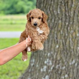 Australian Labradoodle and Bernedoodle Puppies from The Poodle Co. Raising Doodles & Poodles