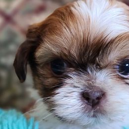 Shih Tzus from Darla's Shih Tzus