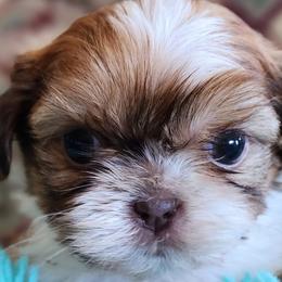 Shih Tzus from Darla's Shih Tzus