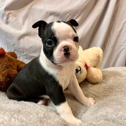 Flounder - Black brindle and white male Boston Terrier puppy in London, Kentucky from Antjie Boston