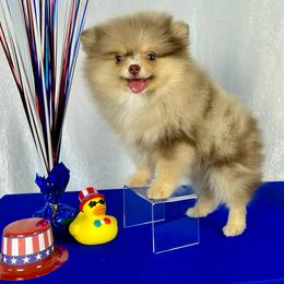 Nikola - Chocolate merle male Pomeranian puppy in Antioch, California from Ray of Poms
