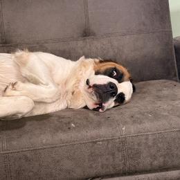 Cassidy - Saint Bernard