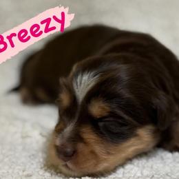 Breezy (Female 1) - Red tri-color female Aussiedoodle puppy in South Central, Pennsylvania from Windy Hills Mini Aussies & Doodles