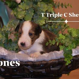 Jones- Blue collar - Sable and white male Shetland Sheepdog puppy in Gladbrook, Iowa from T Triple C Shelties