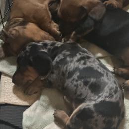 Dachshund Puppies from BZ’s Pupperoni Fractory