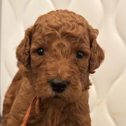 Orange - Red  male Poodle puppy in Keedysville, Maryland from Sunshine Red Standard Poodles
