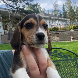 Harvest - Black white and tan male Beagle puppy in St. Cloud, Minnesota from Beagle Blessings