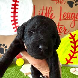 Kung Fu Panda - Black male Labradoodle puppy in Adams, Nebraska from Boxcar Doodles and Poodles