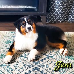 Memphis - Miniature American Shepherd