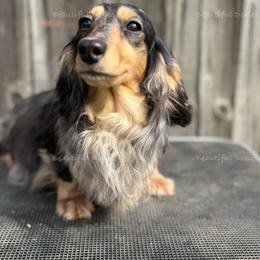 Pascal - Dachshund